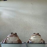 กบ หน้านิ่ง