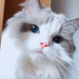 sheyingshikenan