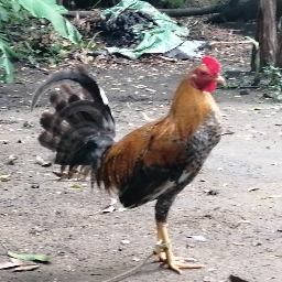 Golden Monkey Bilibili