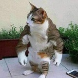 Muscle Cat