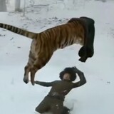Caigouyouyou