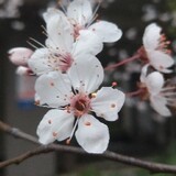 hudashu