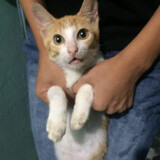 ucat