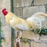 crown-gamefowl