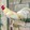crown-gamefowl