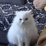 miaomiaojiaolaowu
