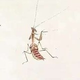 sanduliu