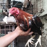 L.B Gameyard