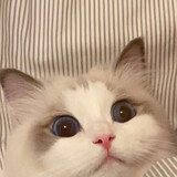 nixiangchishenmefan