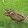 crocoduckk
