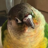 doudouji