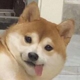 gebihuajiguai