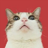 wow4