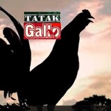 MISTER GALLO BABOY K