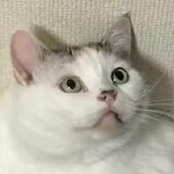 xiaotianqieluogan