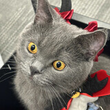 miaomiaodawang--