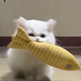 hcccdexiaoshu