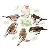 tuanzimamaaishougong