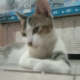 coy_11