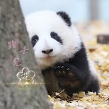 Paoqujianhua