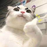 xiaohaitundark