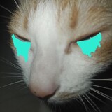mèo khóc