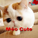 Mèo Cute_