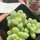 zhuliyzl