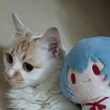 lanjueshushu