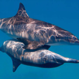 Animalfact