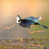 swamphen