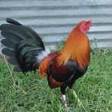 RF747GAMEFOWL