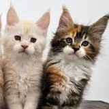 Pets keeper