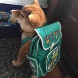 vigeyoo