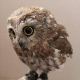 mengmiancheshounaitu