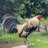 LValerioMD