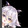 shirozhuchyu