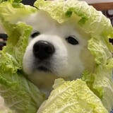 yeshengshengcaigou