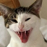 heihei______toutou