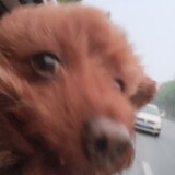 baonuboluotou