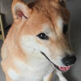 cuihuadexiaorizi