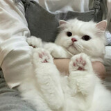 yyyyyxxxiyyi
