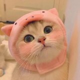 haohaochiaa
