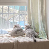 _liabaer
