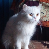 bili_1518758819