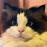 panghupanghupanghu52