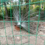 xiqueheduolexuebi