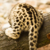 baoxianrenleopa-sama