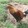 RAM DOM_4086