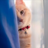 wangdaduiduiduizhang